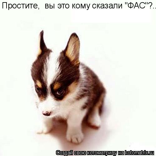 Котоматрица: Простите,  вы это кому сказали "ФАС"?..