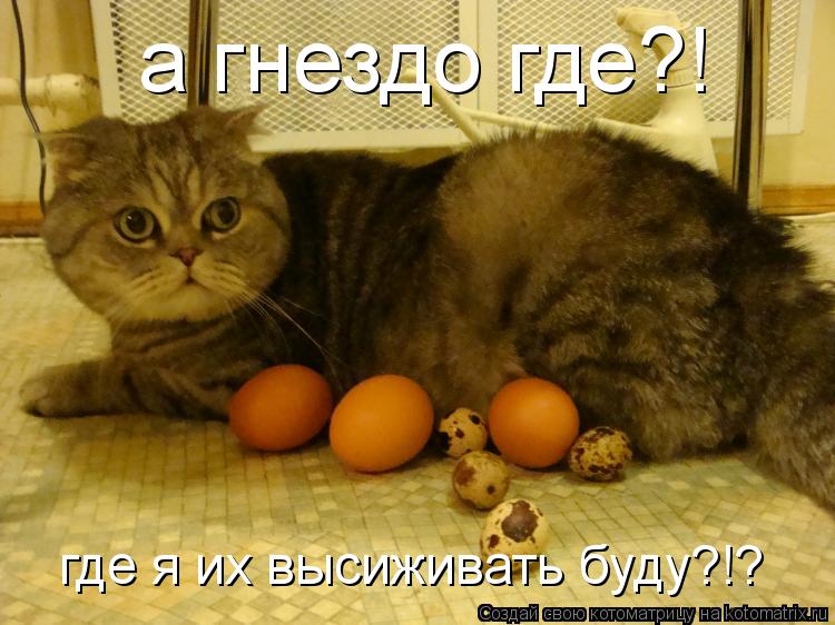 а гнездо где?! где я их высиживать буду?!?... Котоматрица: а гнездо где?! где я их высиживать буду?!?