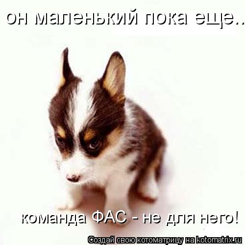 Котоматрица: он маленький пока еще... команда ФАС - не для него!