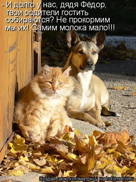 Котоматрица: - И долго у нас, дядя Фёдор, твои родители гостить  собираются? Не прокормим мы их! Самим молока мало!!!