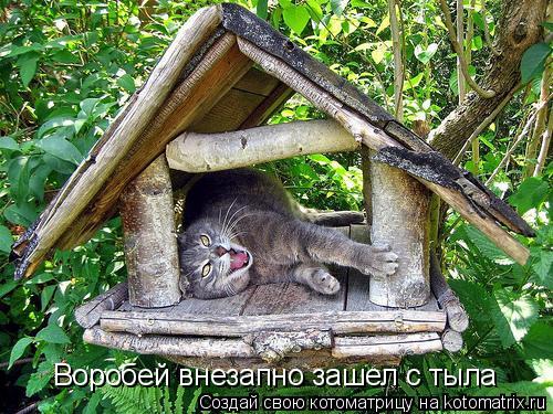 Котоматрица: Воробей внезапно зашел с тыла