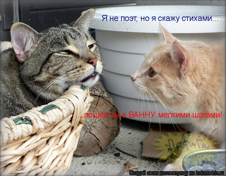 Котоматрица: Я не поэт, но я скажу стихами... ...пошёл ты в ВАННУ мелкими шагами!