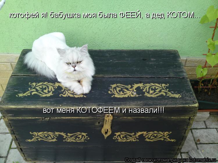 Котоматрица: котофей я! бабушка моя была ФЕЕЙ, а дед КОТОМ... вот меня КОТОФЕЕМ и назвали!!!
