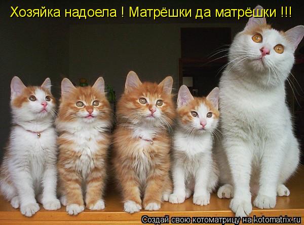Котоматрица: Хозяйка надоела ! Матрёшки да матрёшки !!!