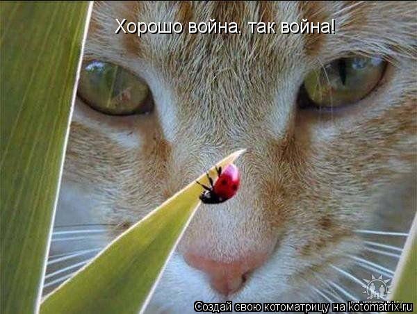 Хорошо война, так война!... Котоматрица: Хорошо война, так война!