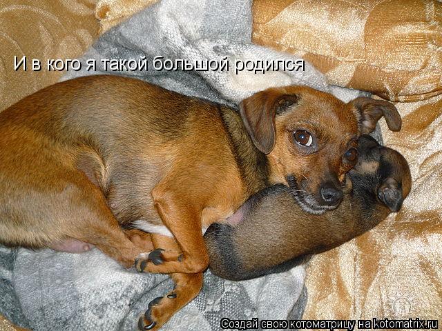 И в кого я такой большой родился... Котоматрица: И в кого я такой большой родился