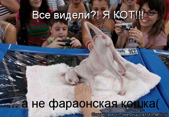 ... а не фараонская кошка( Все видели?! Я КОТ!!!... Котоматрица: ... а не фараонская кошка( Все видели?! Я КОТ!!!