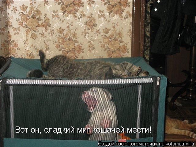 Котоматрица: Вот он, сладкий миг кошачей мести!