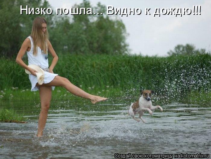 Низко пошла... Видно к дождю!!!... Котоматрица: Низко пошла... Видно к дождю!!!