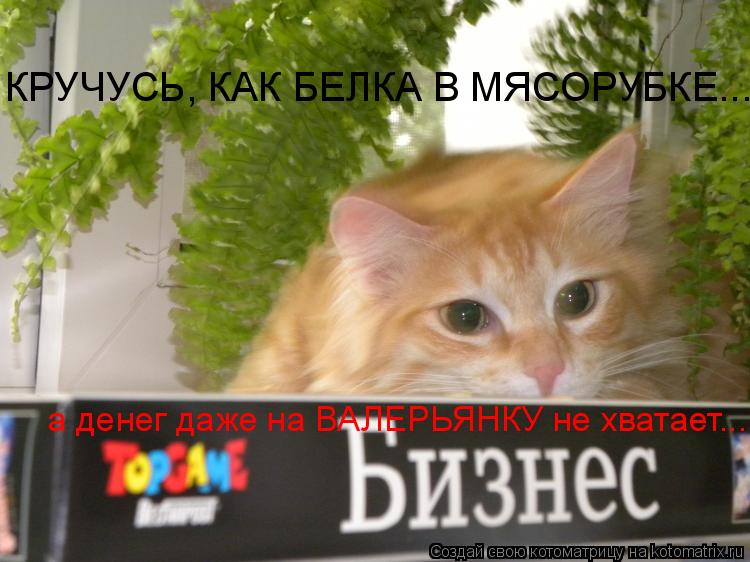 КРУЧУСЬ, КАК БЕЛКА В МЯСОРУБКЕ... а денег даже на ВАЛЕРЬЯНКУ не хватает...... Котоматрица: КРУЧУСЬ, КАК БЕЛКА В МЯСОРУБКЕ... а денег даже на ВАЛЕРЬЯНКУ не хватает...
