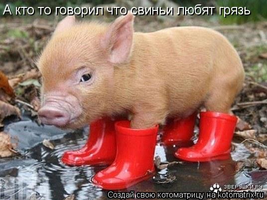 Котоматрица: А кто то говорил что свиньи любят грязь