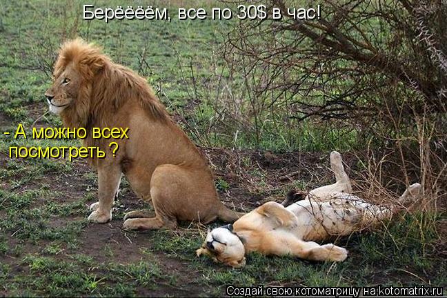 Котоматрица: Берёёёём, все по 30$ в час! - А можно всех  посмотреть ?