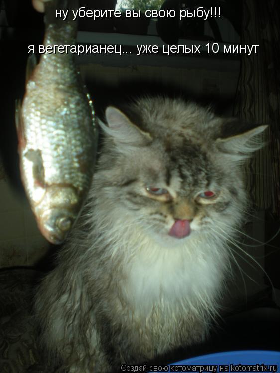 ну уберите вы свою рыбу!!! я вегетарианец... уже целых 10 минут... Котоматрица: ну уберите вы свою рыбу!!! я вегетарианец... уже целых 10 минут