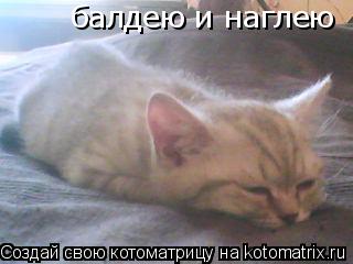 балдею и наглею... Котоматрица: балдею и наглею