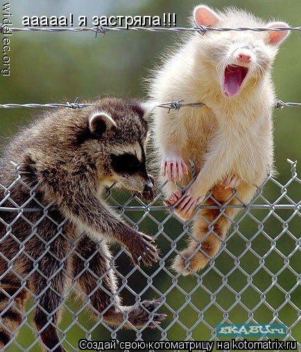 ааааа! я застряла!!!... Котоматрица: ааааа! я застряла!!!
