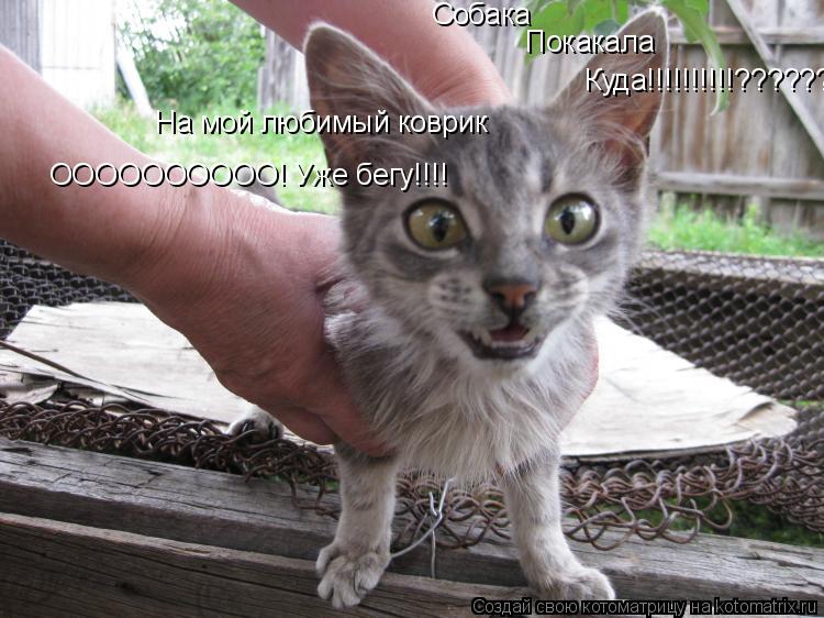 Котоматрица: Собака Покакала Куда!!!!!!!!!!???????????????? На мой любимый коврик ОООООООООО! Уже бегу!!!!