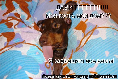 Котоматрица: ДАВИТТТТТТ!!!!!! Моя кость мой дом??? Я заввешяю все вамм!