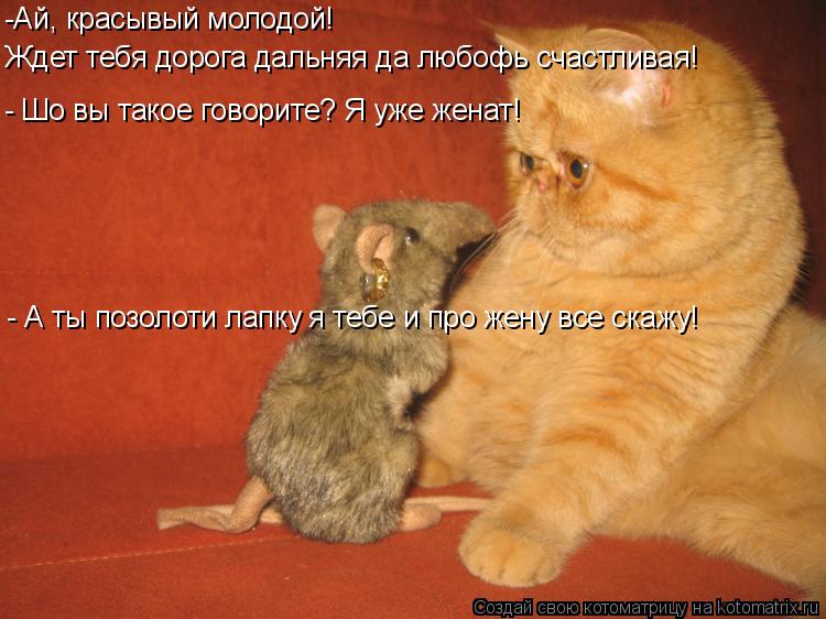 Котоматрица: Ждет тебя дорога дальняя да любофь счастливая! - Шо вы такое говорите? Я уже женат! -Ай, красывый молодой! - А ты позолоти лапку я тебе и про жен