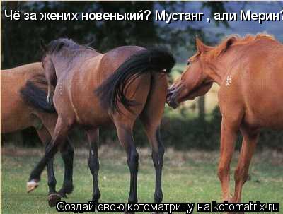 Котоматрица: Чё за жених новенький? Мустанг , али Мерин?