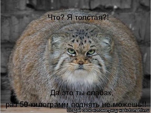 Котоматрица: Что? Я толстая?! раз 50 килограмм поднять не можешь!! Да это ты слабак,