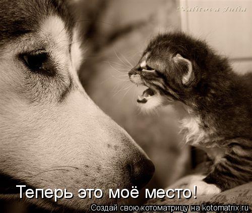 Котоматрица: Теперь это моё место!