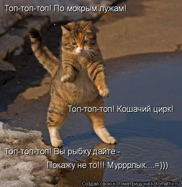Котоматрица: Топ-топ-топ! По мокрым лужам! Топ-топ-топ! Кошачий цирк! Топ-топ-топ! Вы рыбку дайте - Покажу не то!!! Мурррлык....=)))
