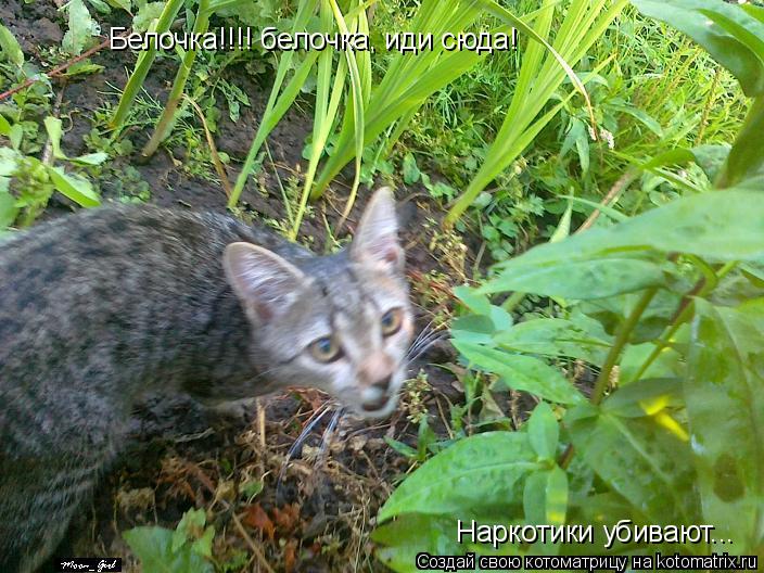 Котоматрица: Белочка!!!! белочка, иди сюда!  Наркотики убивают...