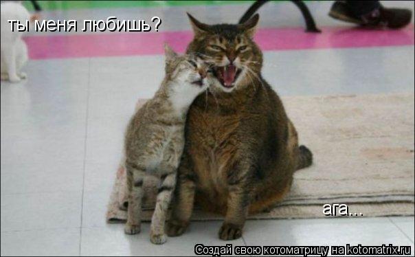 Котоматрица: ты меня любишь?  ага...