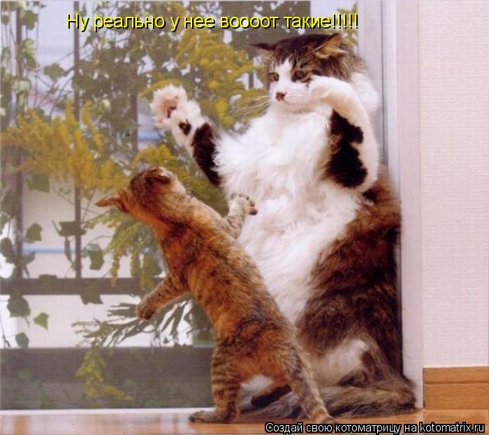 Котоматрица: Ну реально у нее воооот такие!!!!!