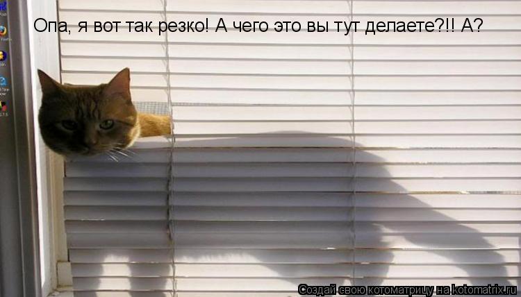 Котоматрица: Опа, я вот так резко! А чего это вы тут делаете?!! А?