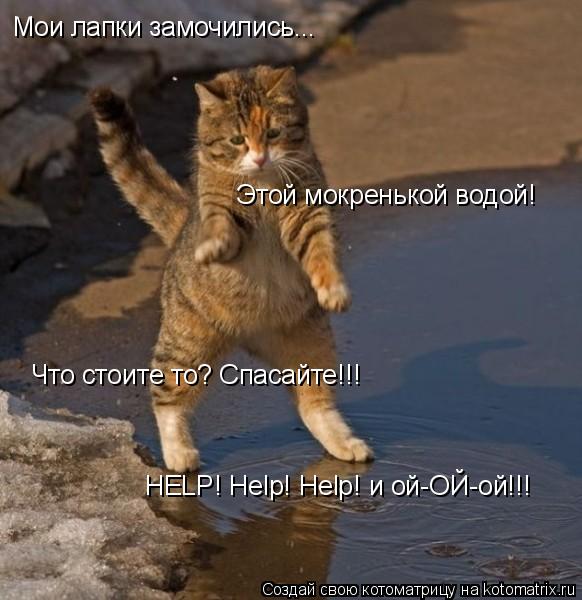 Мои лапки замочились... Этой мокренькой водой! Что стоите то? Спасайте!!! HELP! Help! Help! и ой-ОЙ-о... Котоматрица: Мои лапки замочились... Этой мокренькой водой! Что стоите то? Спасайте!!! HELP! Help! Help! и ой-ОЙ-ой!!!