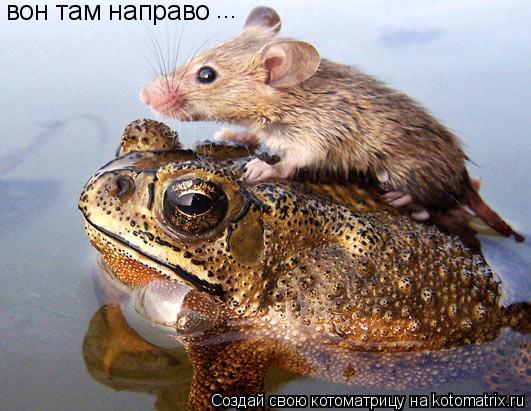 вон там направо ...... Котоматрица: вон там направо ...