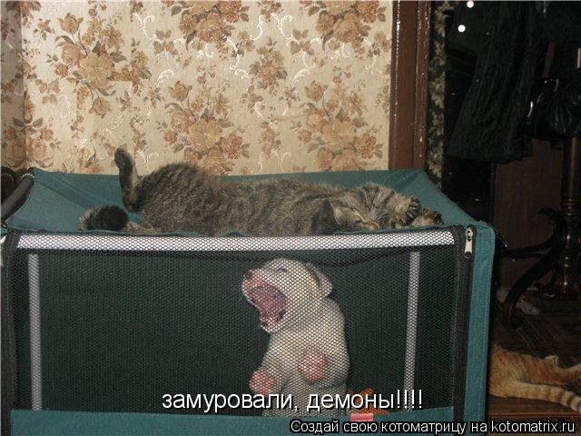 замуровали, демоны!!!!... Котоматрица: замуровали, демоны!!!!