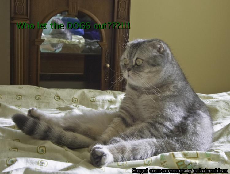 Who let the DOGS out???!!!... Котоматрица: Who let the DOGS out???!!!