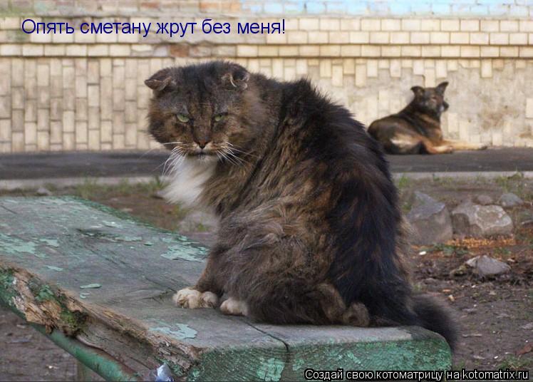 Опять сметану жрут без меня!... Котоматрица: Опять сметану жрут без меня!