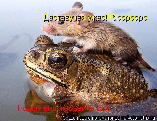 Новый вид жабьей блохи Даставучая ужас!!!бррррррр... Котоматрица: Новый вид жабьей блохи Даставучая ужас!!!бррррррр
