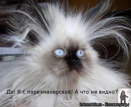 Да! Я с парихмахерской! А что не видно?... Котоматрица: Да! Я с парихмахерской! А что не видно?