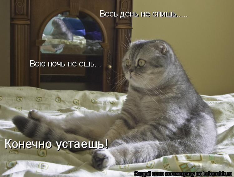 Весь день не спишь..... Всю ночь не ешь... Конечно устаешь!... Котоматрица: Весь день не спишь..... Всю ночь не ешь... Конечно устаешь!