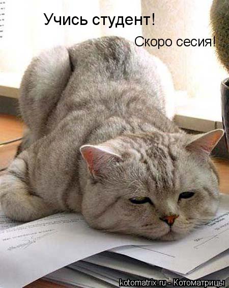 Учись студент! Скоро сесия!... Котоматрица: Учись студент! Скоро сесия!