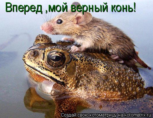 Вперед ,мой верный конь!... Котоматрица: Вперед ,мой верный конь!