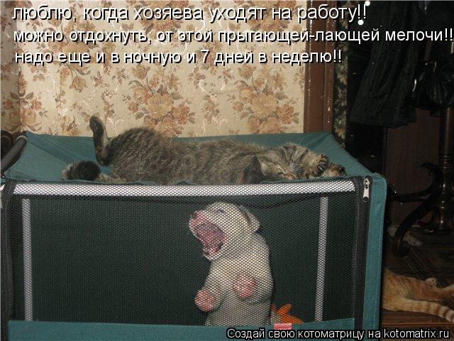 люблю, когда хозяева уходят на работу!! можно отдохнуть, от этой прыгающей-лающей мелочи!! надо еще и... Котоматрица: люблю, когда хозяева уходят на работу!! можно отдохнуть, от этой прыгающей-лающей мелочи!! надо еще и в ночную и 7 дней в неделю!!