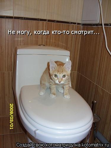 Не могу, когда кто-то смотрит...... Котоматрица: Не могу, когда кто-то смотрит...
