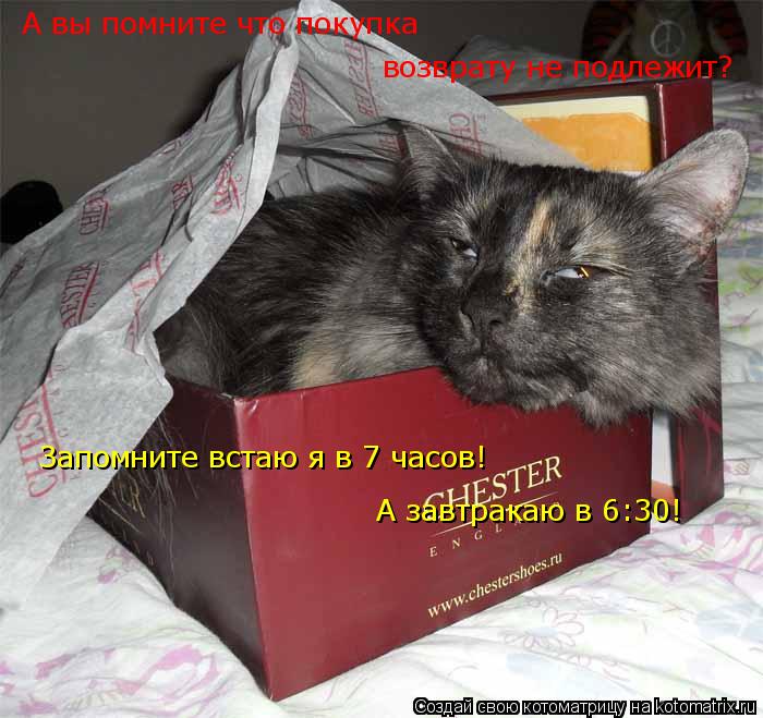 А вы помните что покупка возврату не подлежит? Запомните встаю я в 7 часов! А завтракаю в 6:30!... Котоматрица: А вы помните что покупка возврату не подлежит? Запомните встаю я в 7 часов! А завтракаю в 6:30!