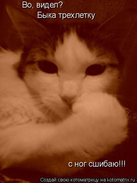 Во, видел? Быка трехлетку с ног сшибаю!!!... Котоматрица: Во, видел? Быка трехлетку с ног сшибаю!!!
