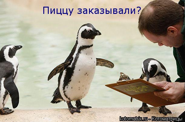 Пиццу заказывали?... Котоматрица: Пиццу заказывали?