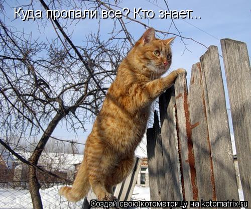 Куда пропали все? Кто знает...... Котоматрица: Куда пропали все? Кто знает...