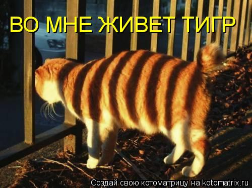 ВО МНЕ ЖИВЕТ ТИГР... Котоматрица: ВО МНЕ ЖИВЕТ ТИГР
