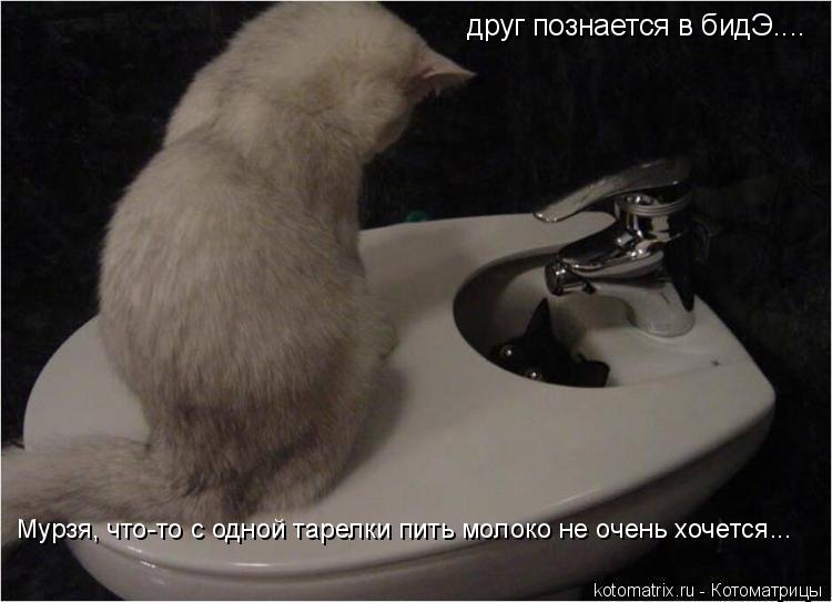 друг познается в бидЭ.... Мурзя, что-то с одной тарелки пить молоко не очень хочется...... Котоматрица: друг познается в бидЭ.... Мурзя, что-то с одной тарелки пить молоко не очень хочется...