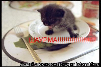 ШАУРМА!!!!!!!!!!!!!!!!!!!... Котоматрица: ШАУРМА!!!!!!!!!!!!!!!!!!!