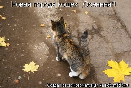 Новая порода кошек ,,Осенняя"!... Котоматрица: Новая порода кошек ,,Осенняя"!